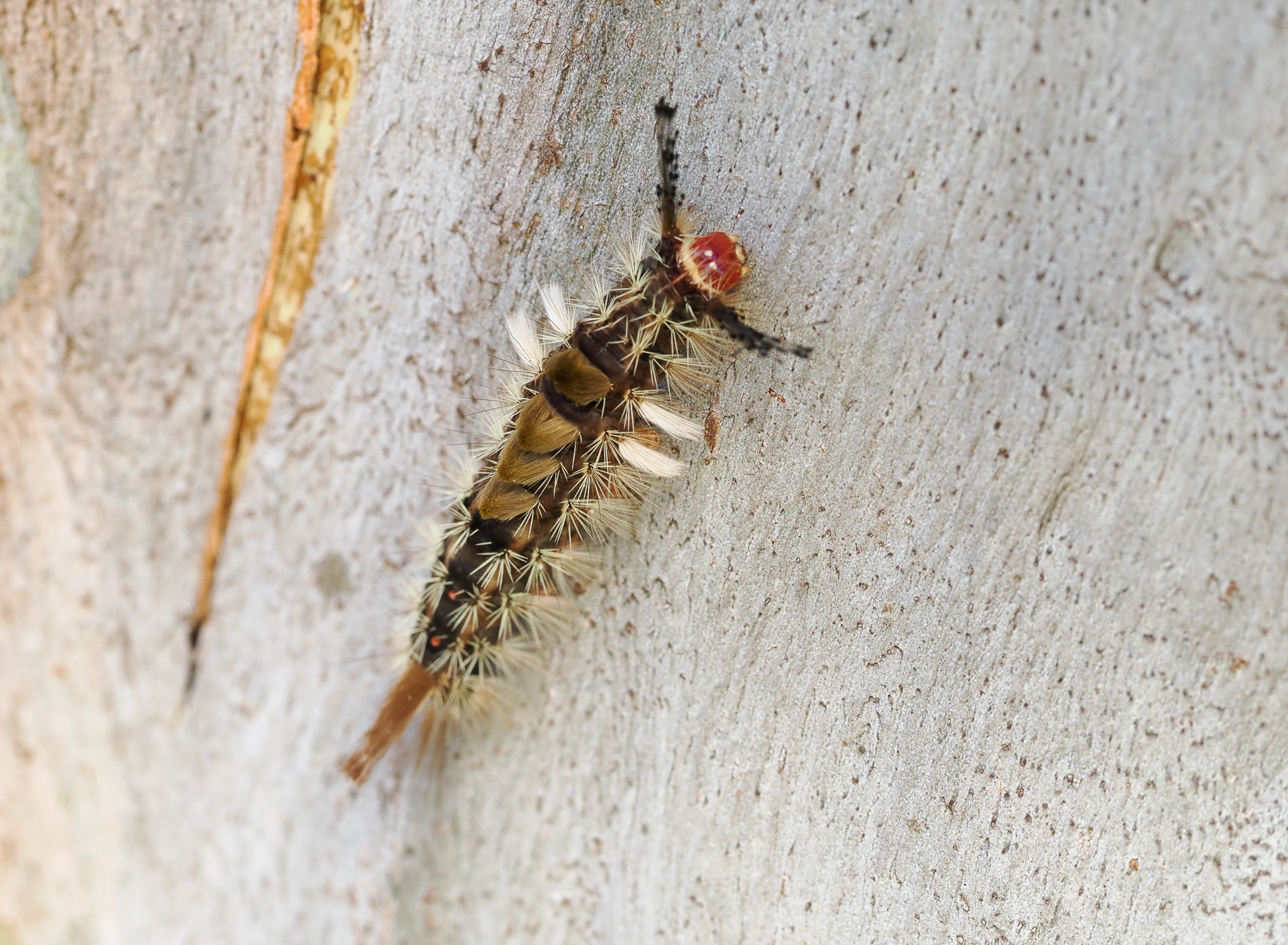 Painted Pine Moth, Orgyia australis