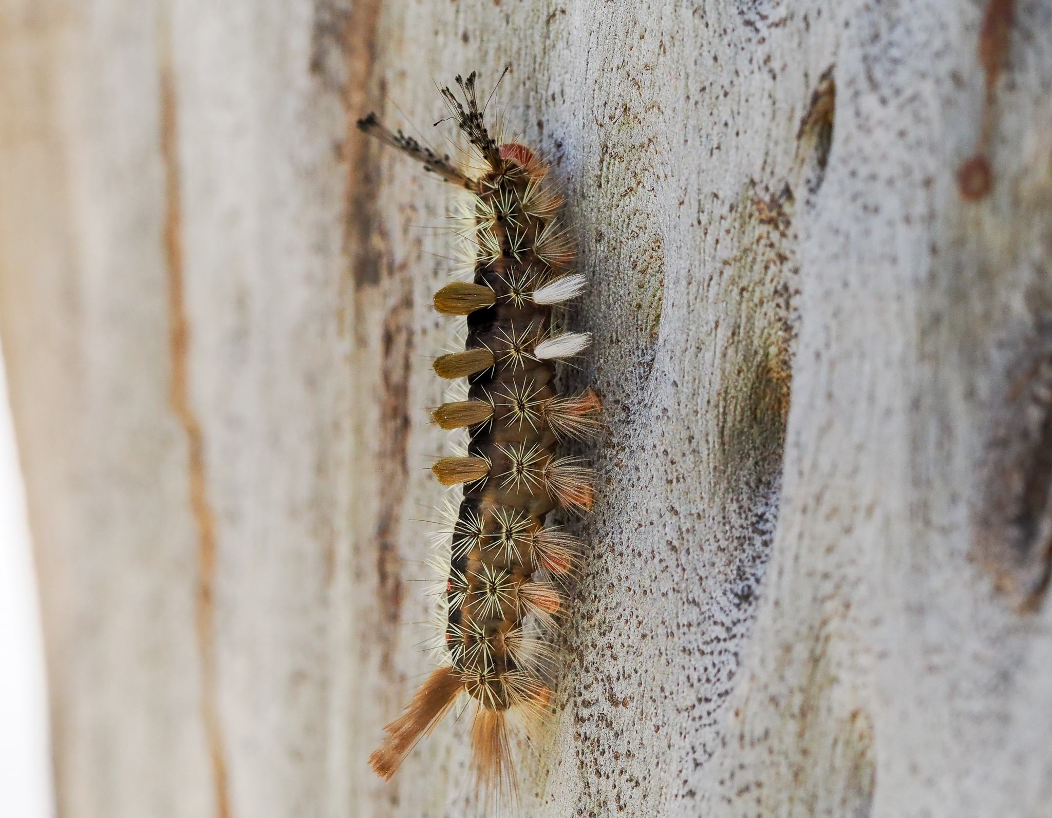 Painted Pine Moth, Orgyia australis