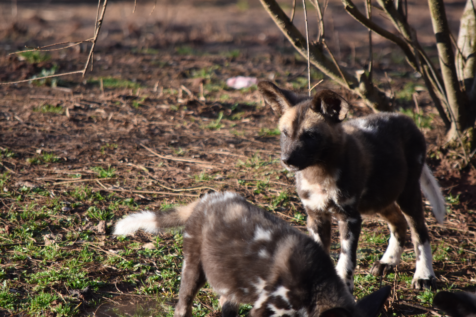 Painted Pups