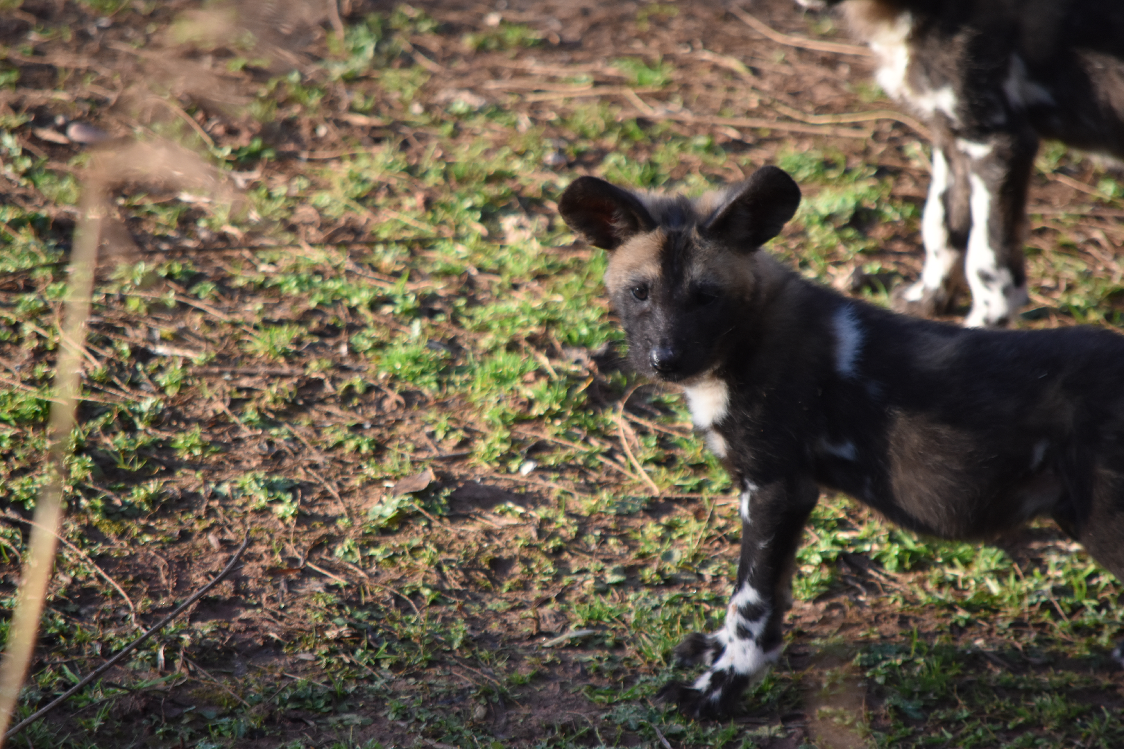 Painted Pups