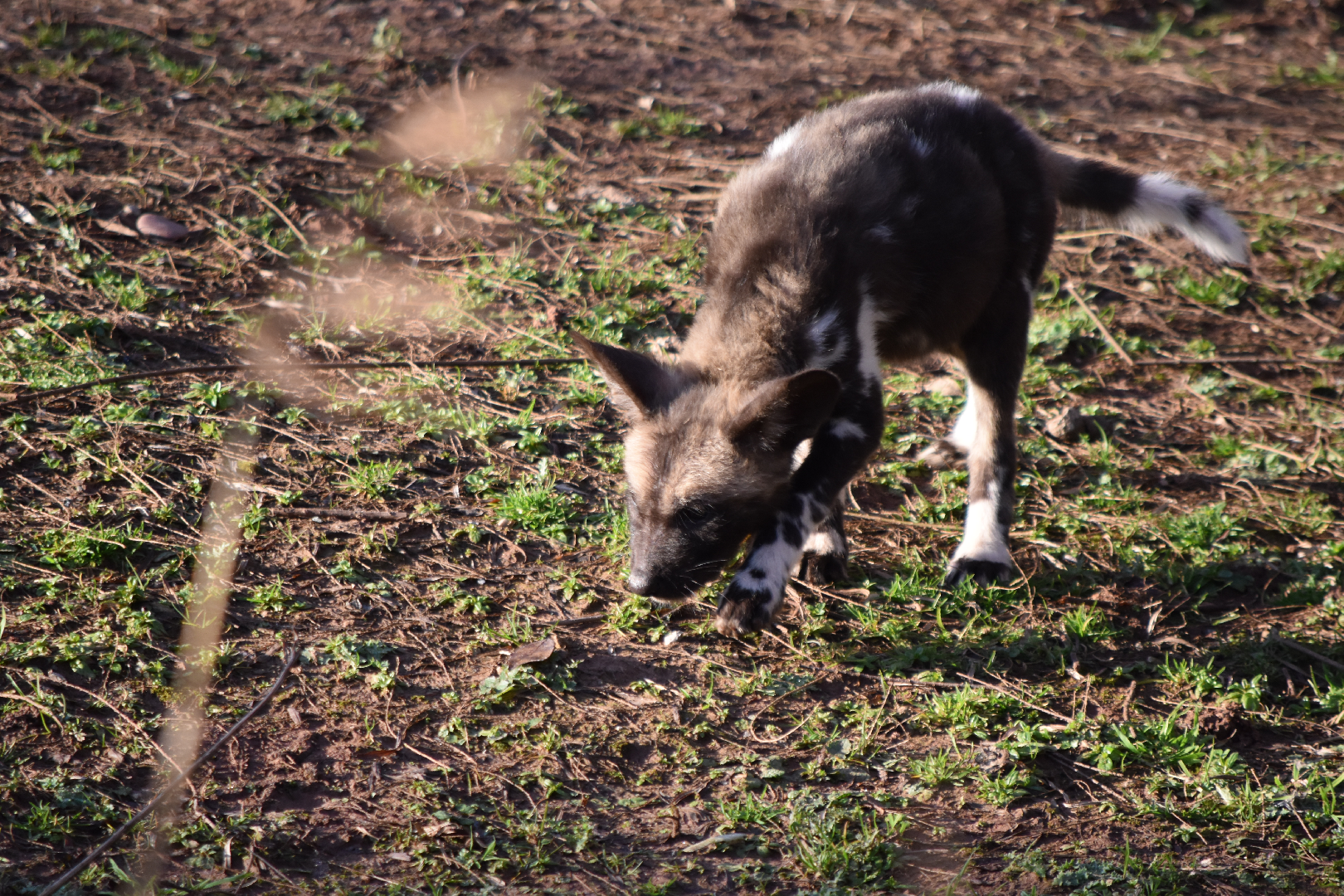 Painted Pups