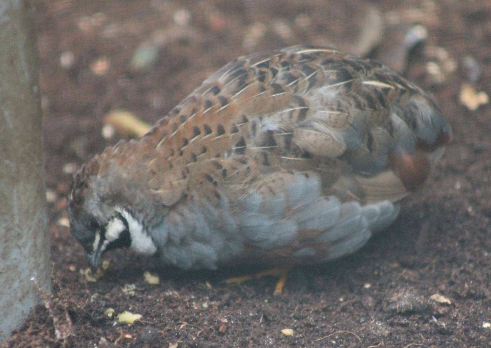 Painted quail