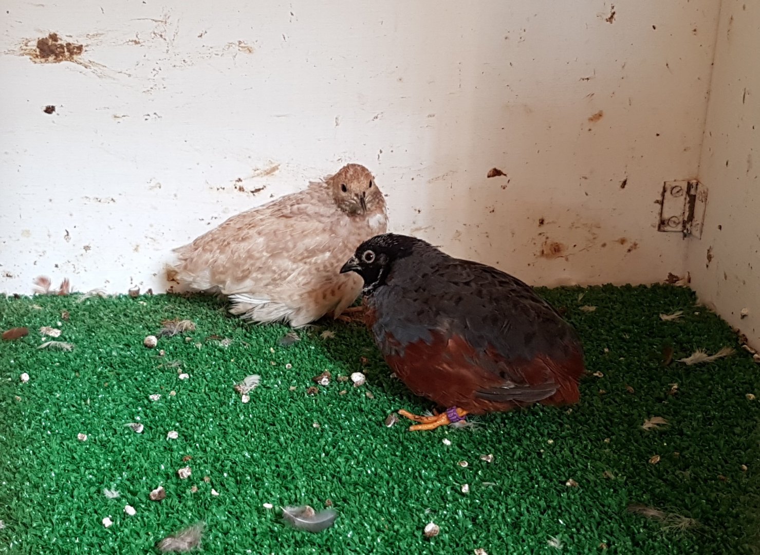 Painted quails - Mutations