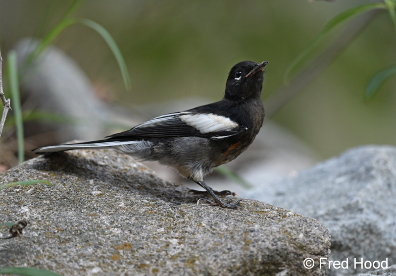 painted redstart (juvenile)