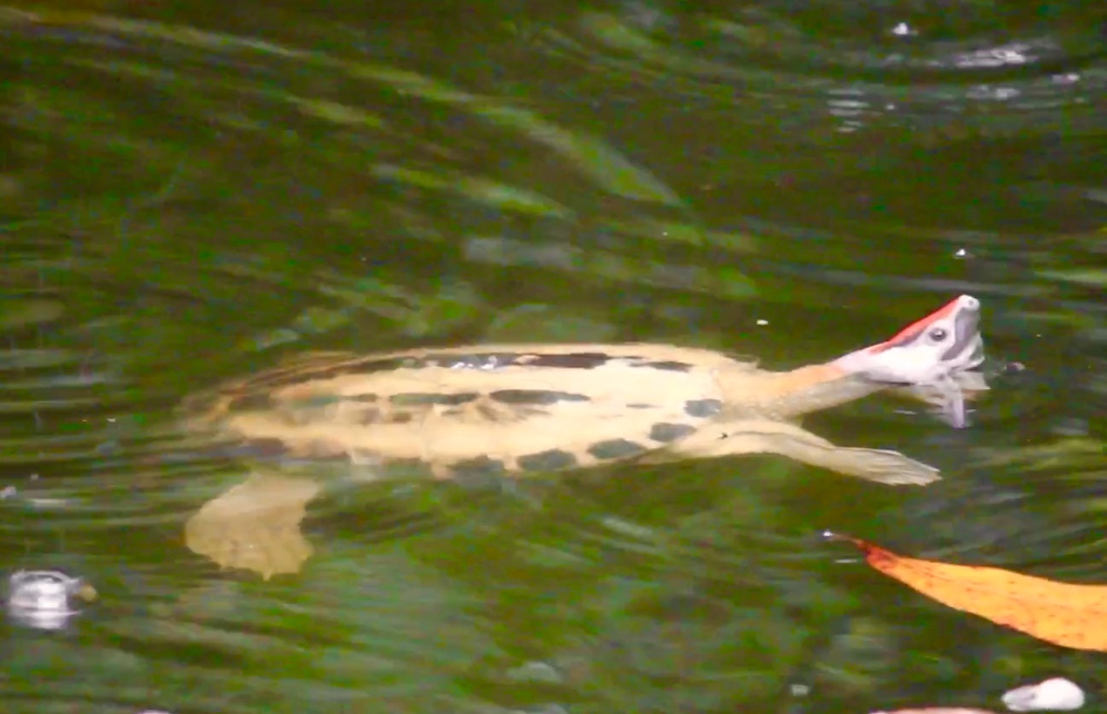 Painted River Terrapin (Batagur borneoensis) / Male