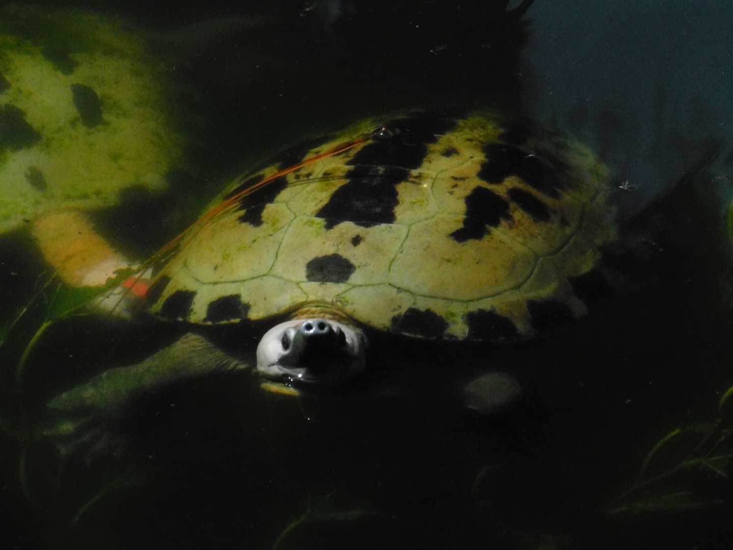 Painted River Terrapin