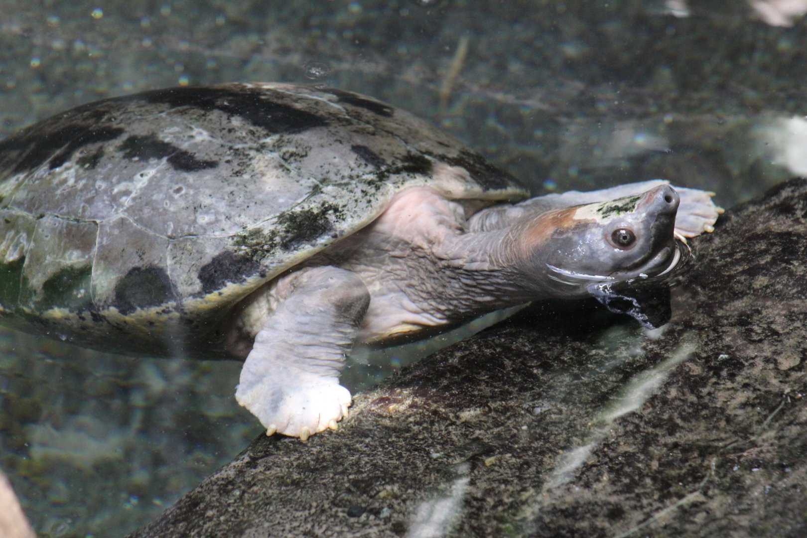 Painted River Terrapin