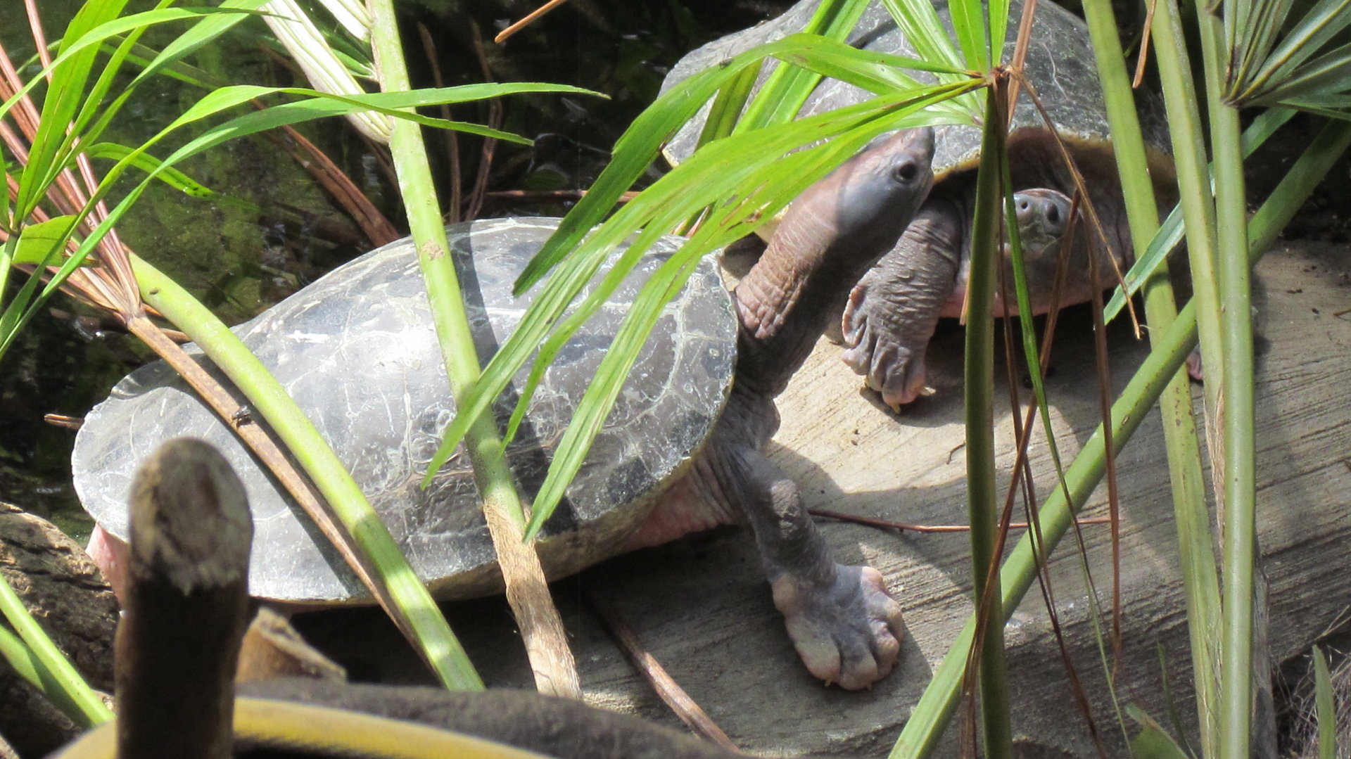 Painted River Terrapin