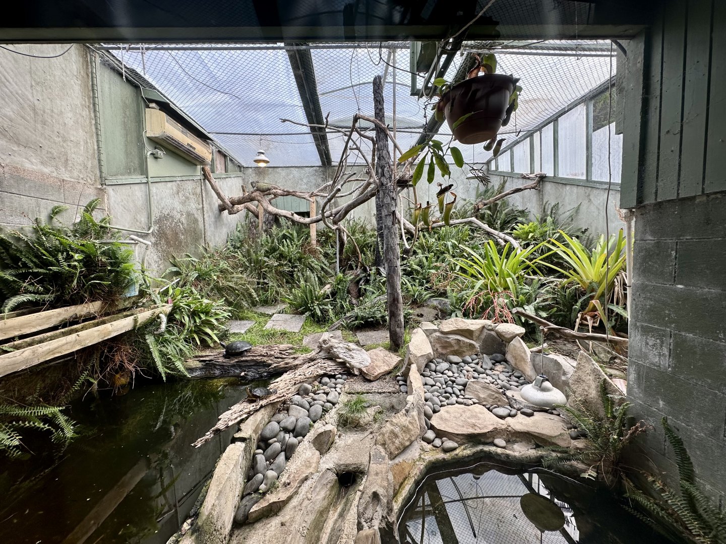 Painted River Turtle Exhibit