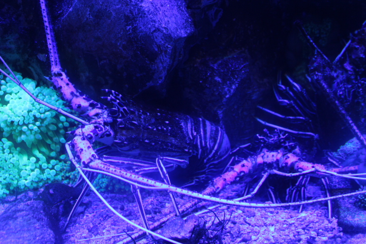 Painted rock lobster (Panulirus versicolor) - BXSea