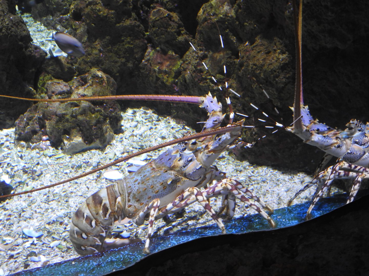 Painted Rock-Lobster