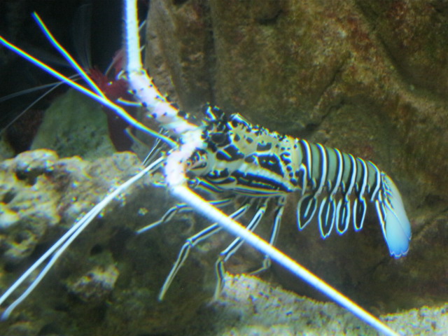 Painted, Rock or Spiny, Lobster 2015