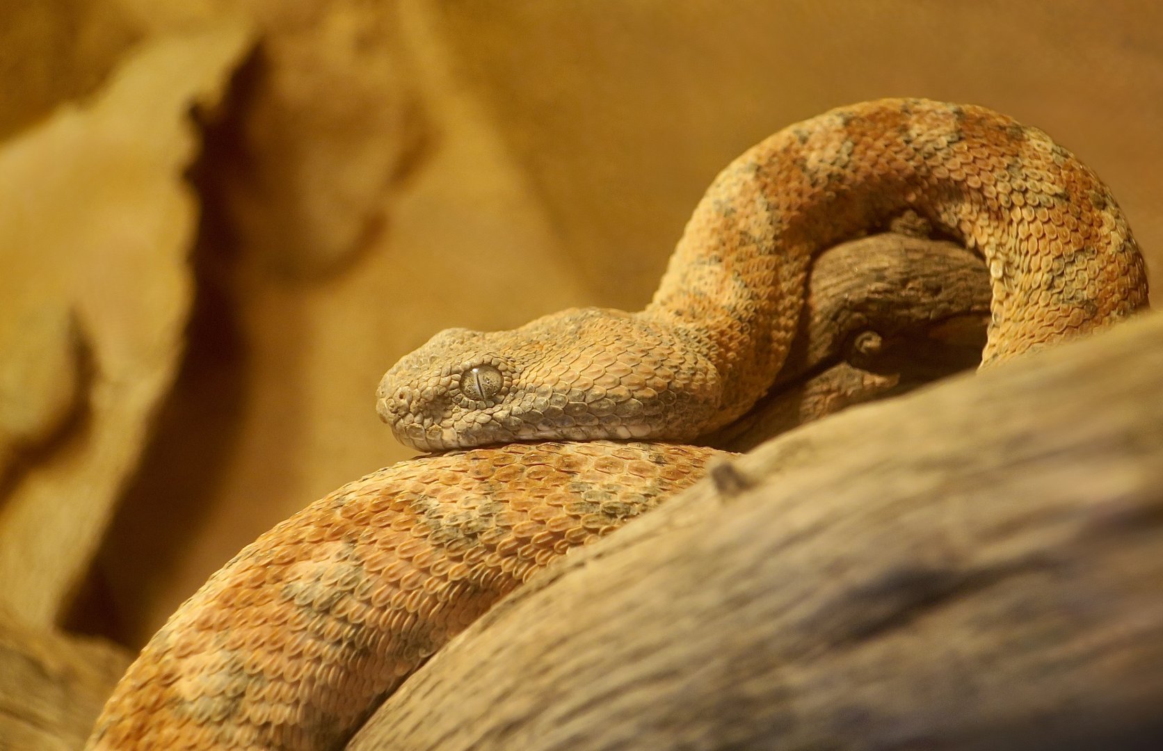 Painted Saw-Scaled Viper (Echis coloratus)