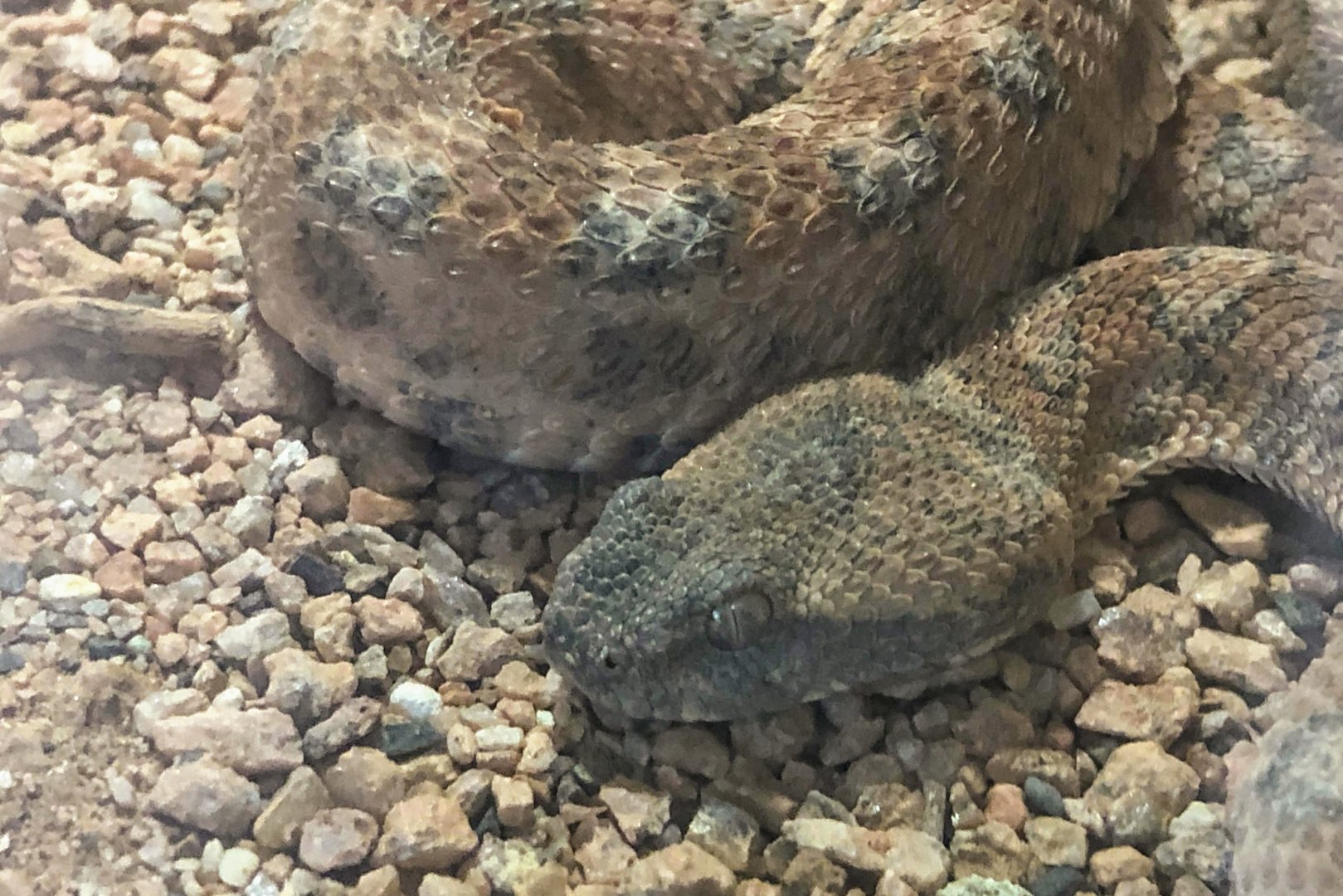 Painted Saw-scaled Viper