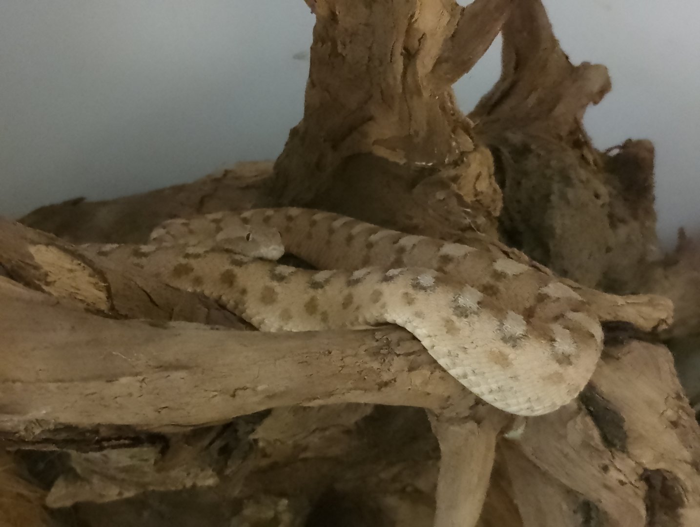 Painted saw-scaled viper