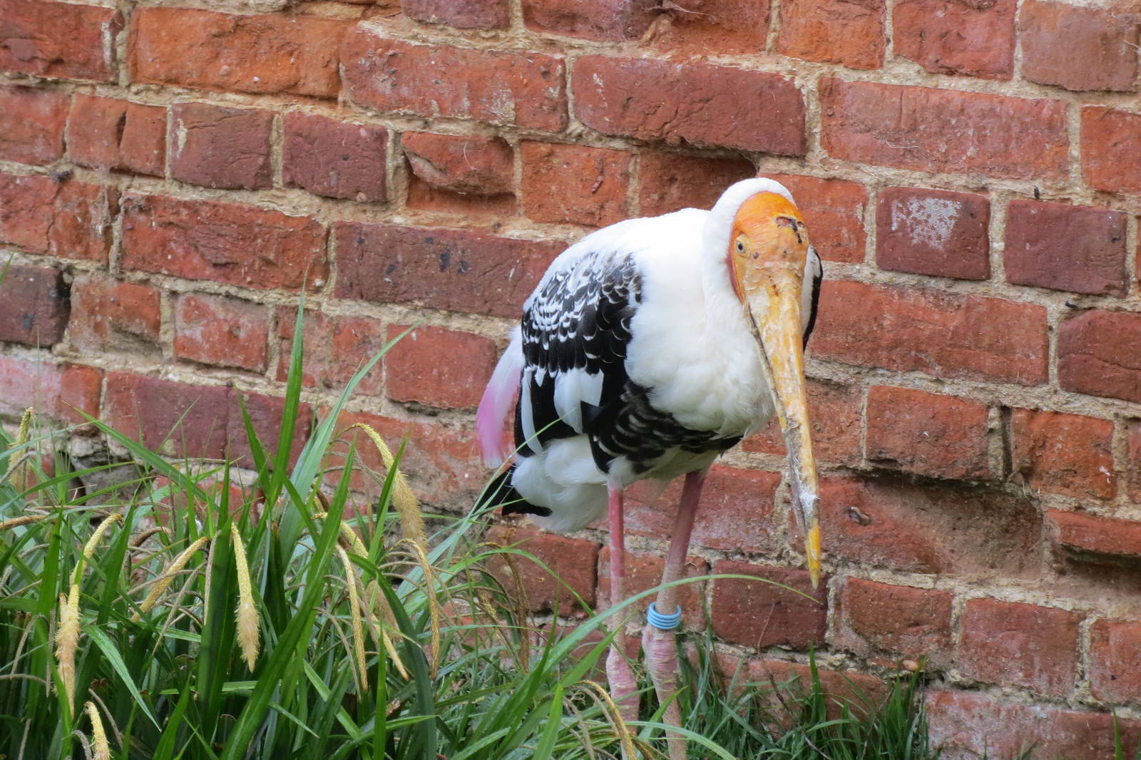 Painted Stork 060515