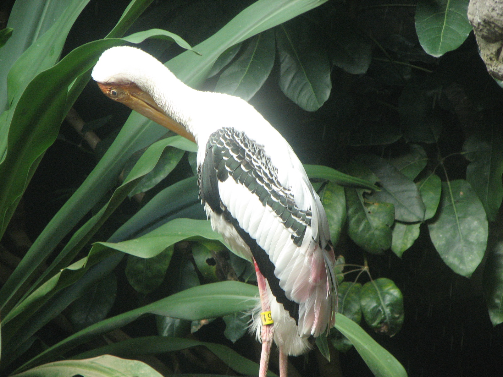 Painted stork 2011