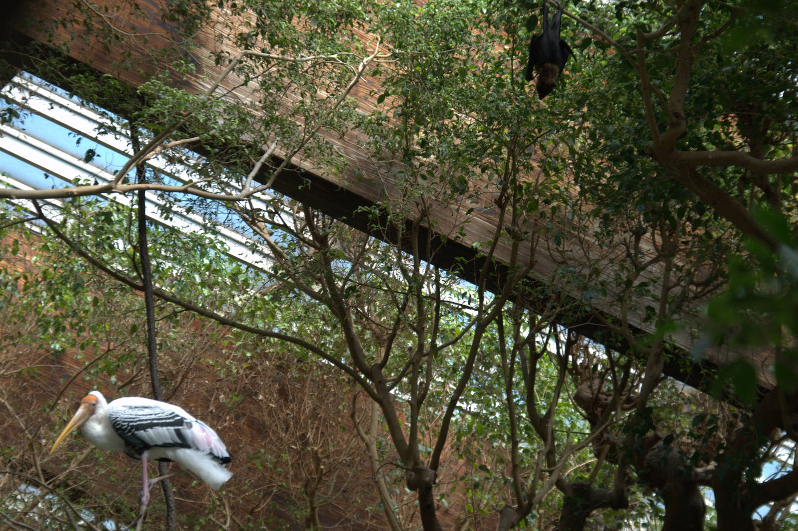 Painted Stork and Flying Fox