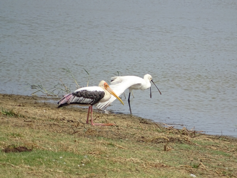 Painted stork and spoonbill