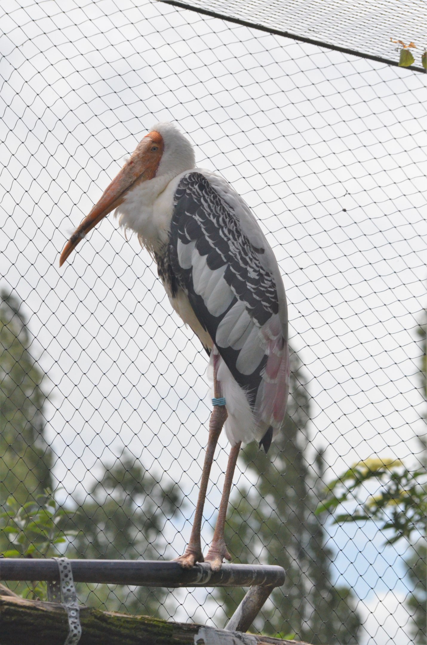 Painted Stork at Thrigby Hall, 10/06/17