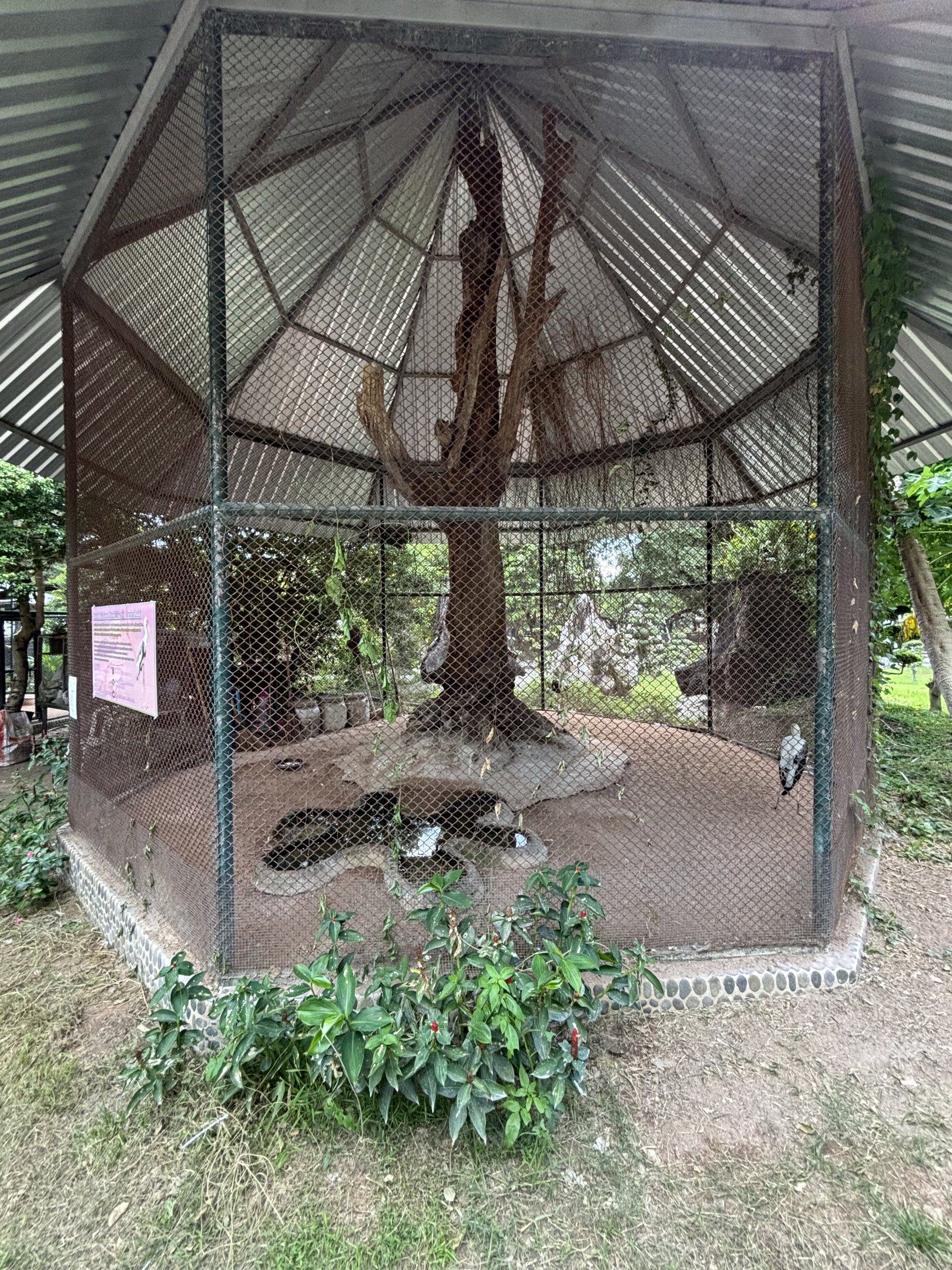 Painted Stork Aviary