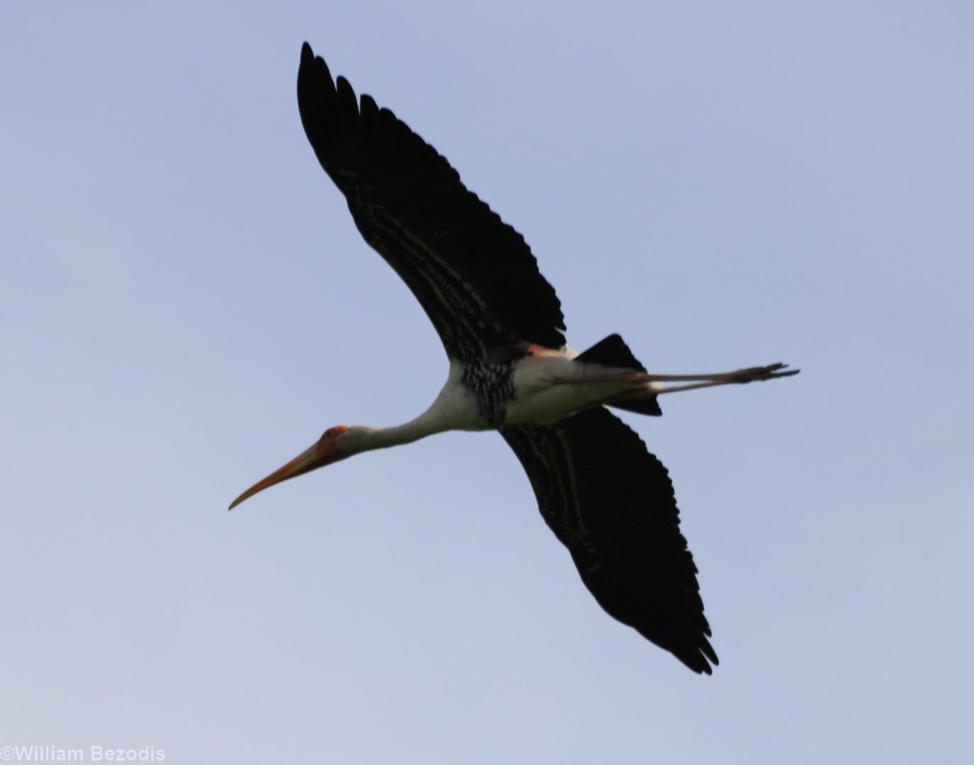 Painted Stork - Bang Pra