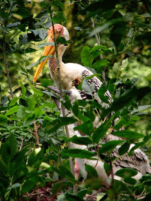 Painted stork chick