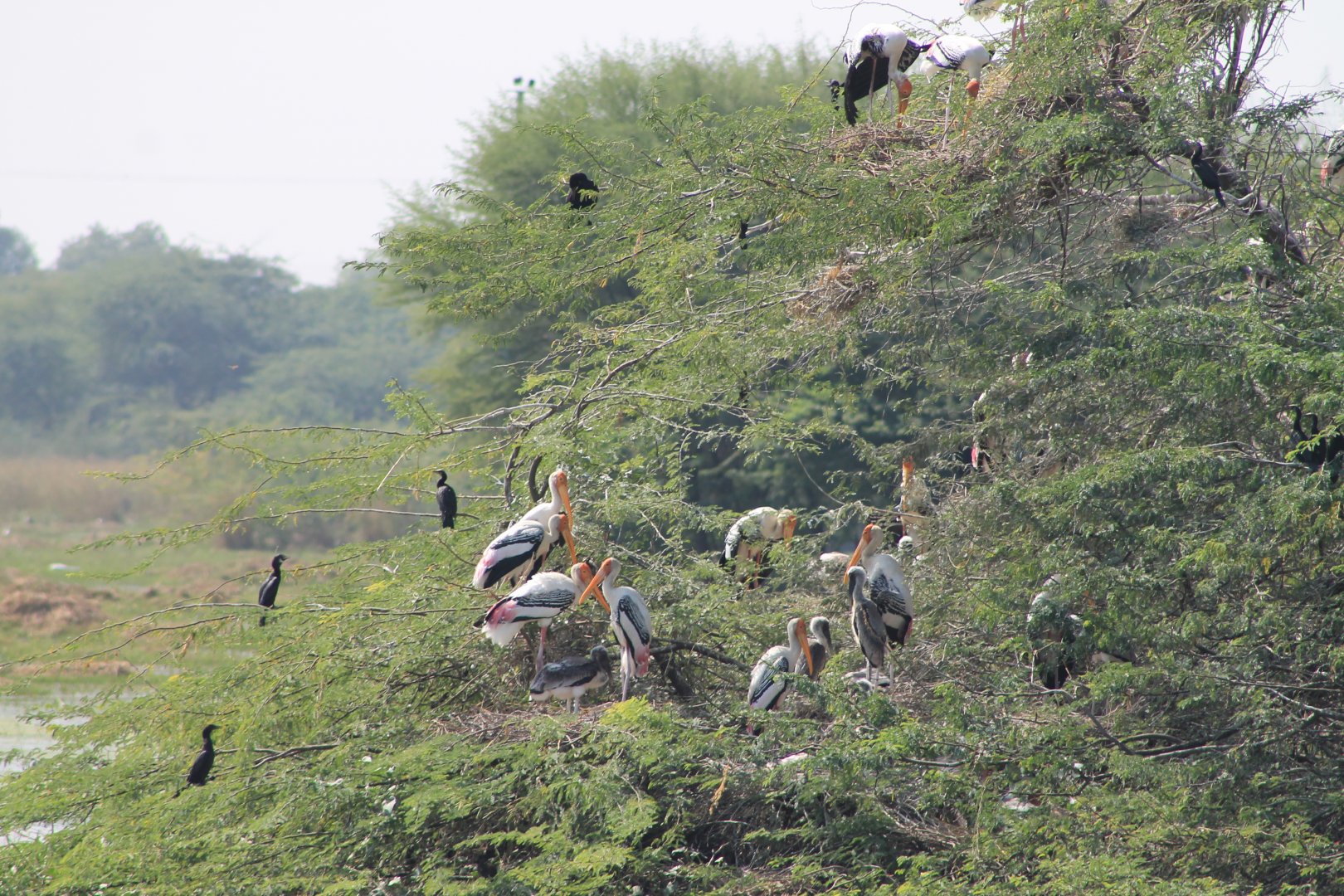 Painted Stork colony (Mycteria leucocephala)