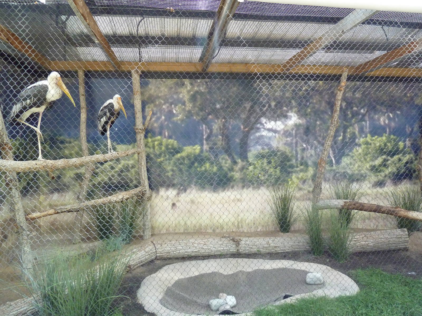 Painted Stork Exhibit