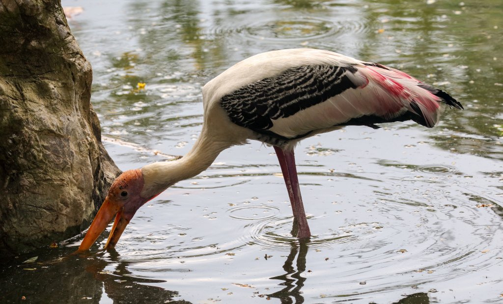 Painted Stork fishing