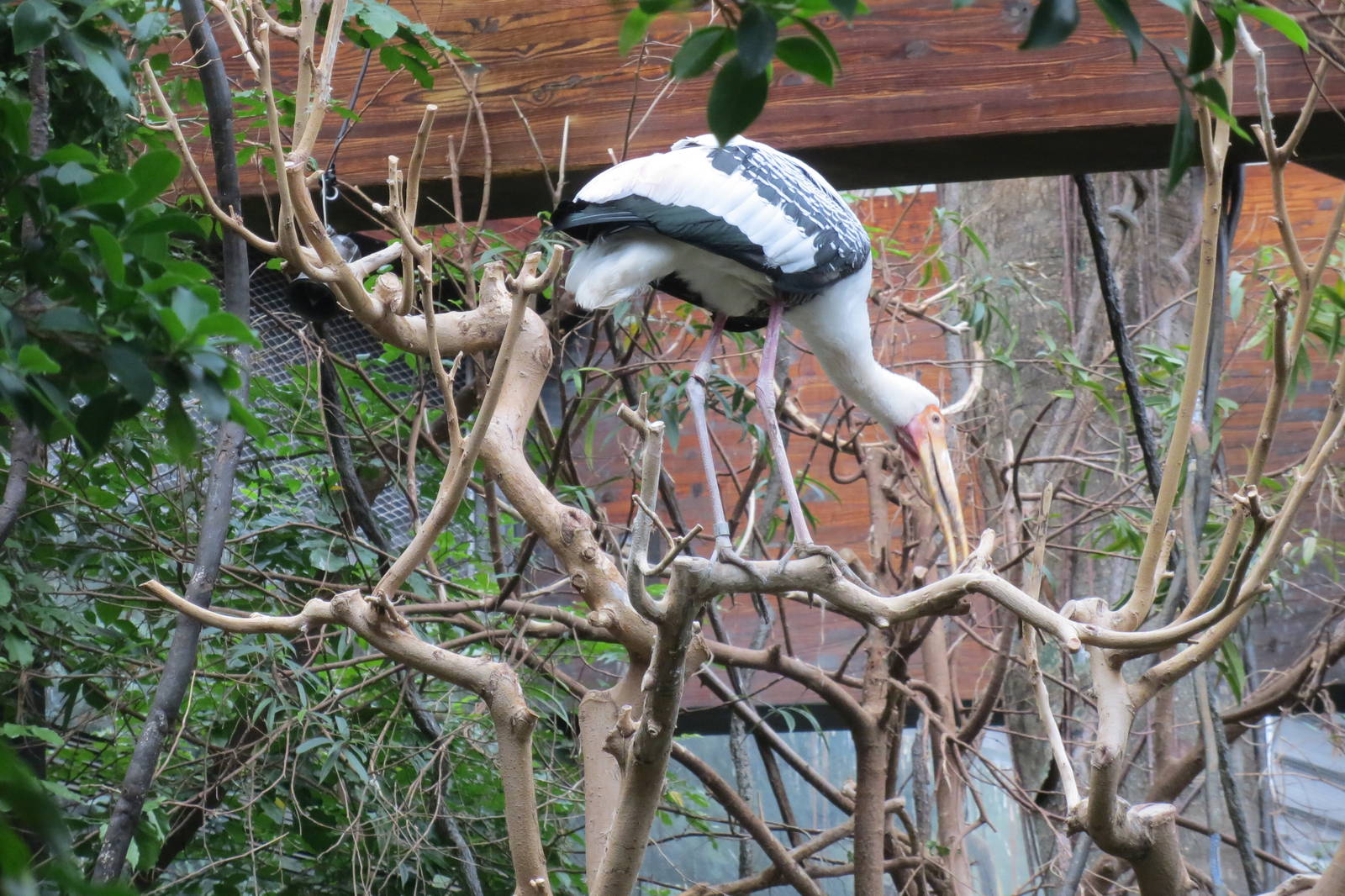 Painted Stork - Jungle World 031215