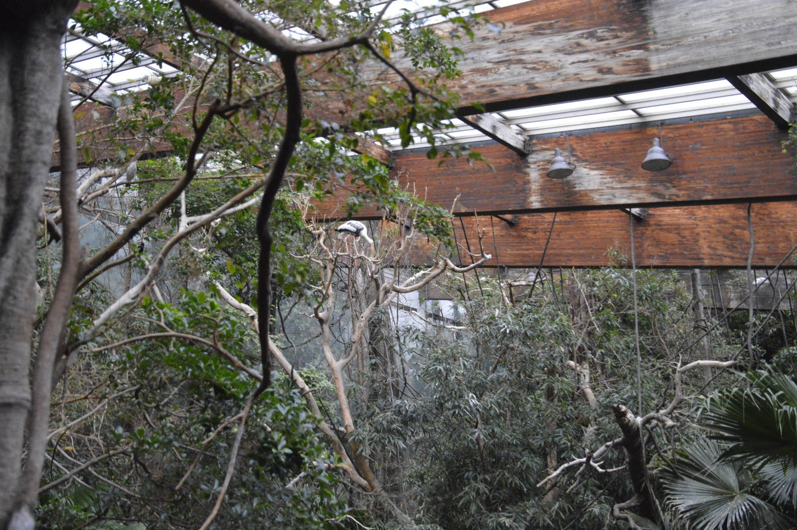 Painted Stork - Jungle World 031215