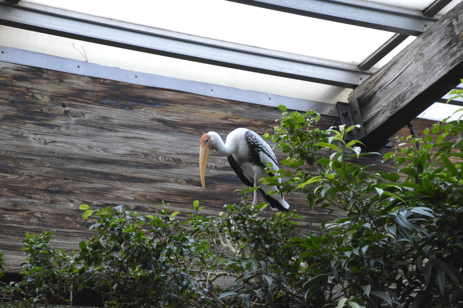 Painted Stork - Jungle World 031215
