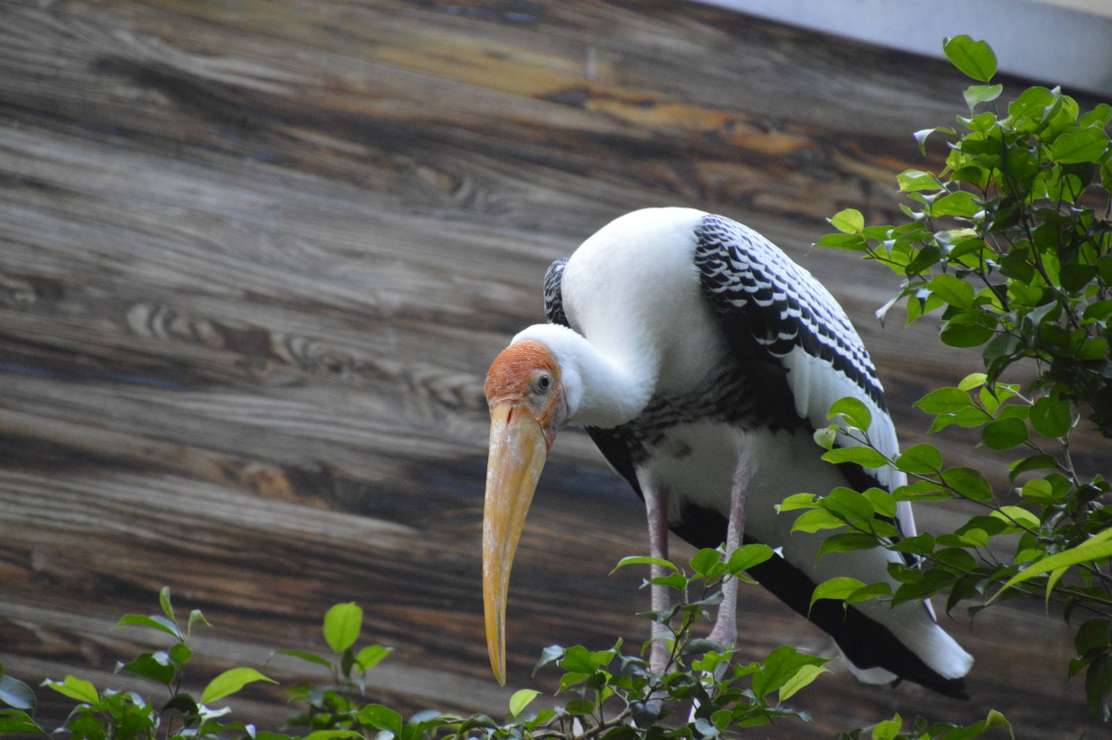 Painted Stork - Jungle World 031215