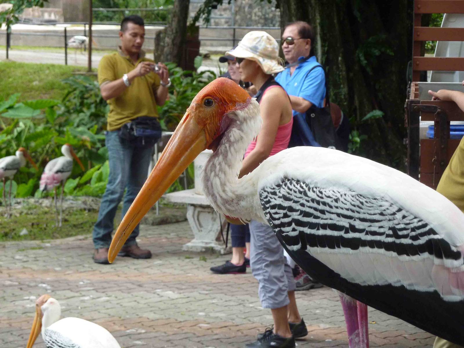 Painted stork, May 2013.