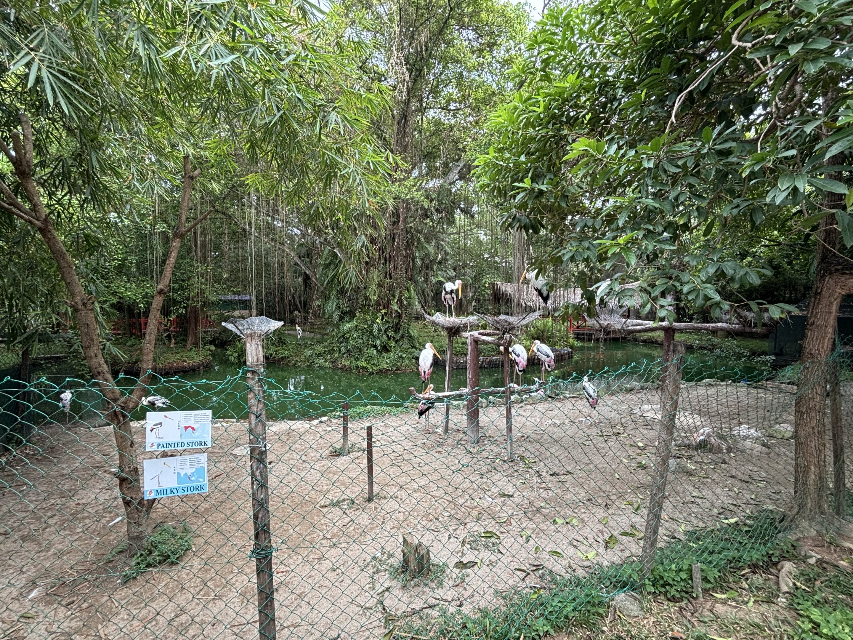 Painted Stork + Milky Stork Exhibit