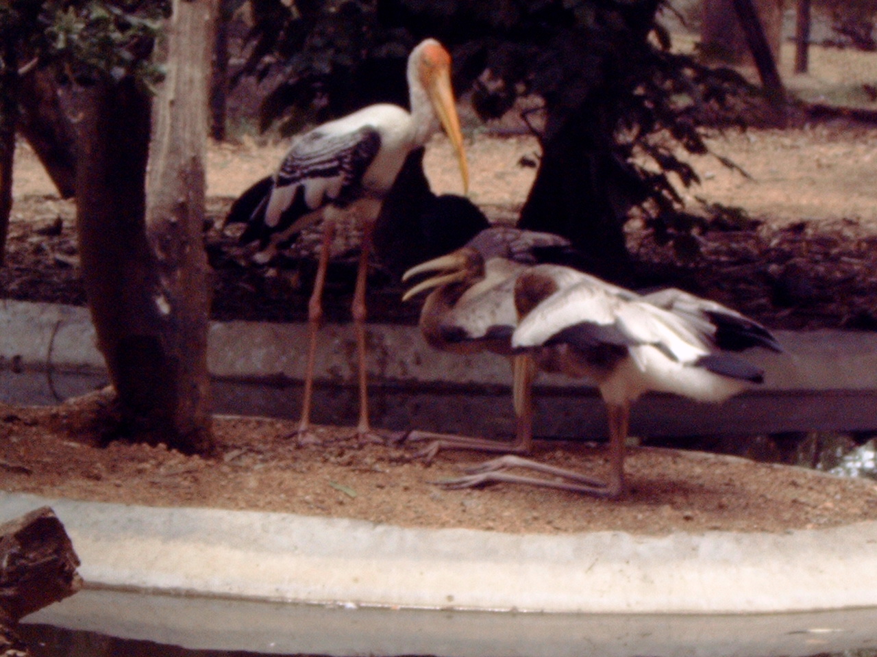 Painted Stork (Mycteria leucocephala) about to feed young