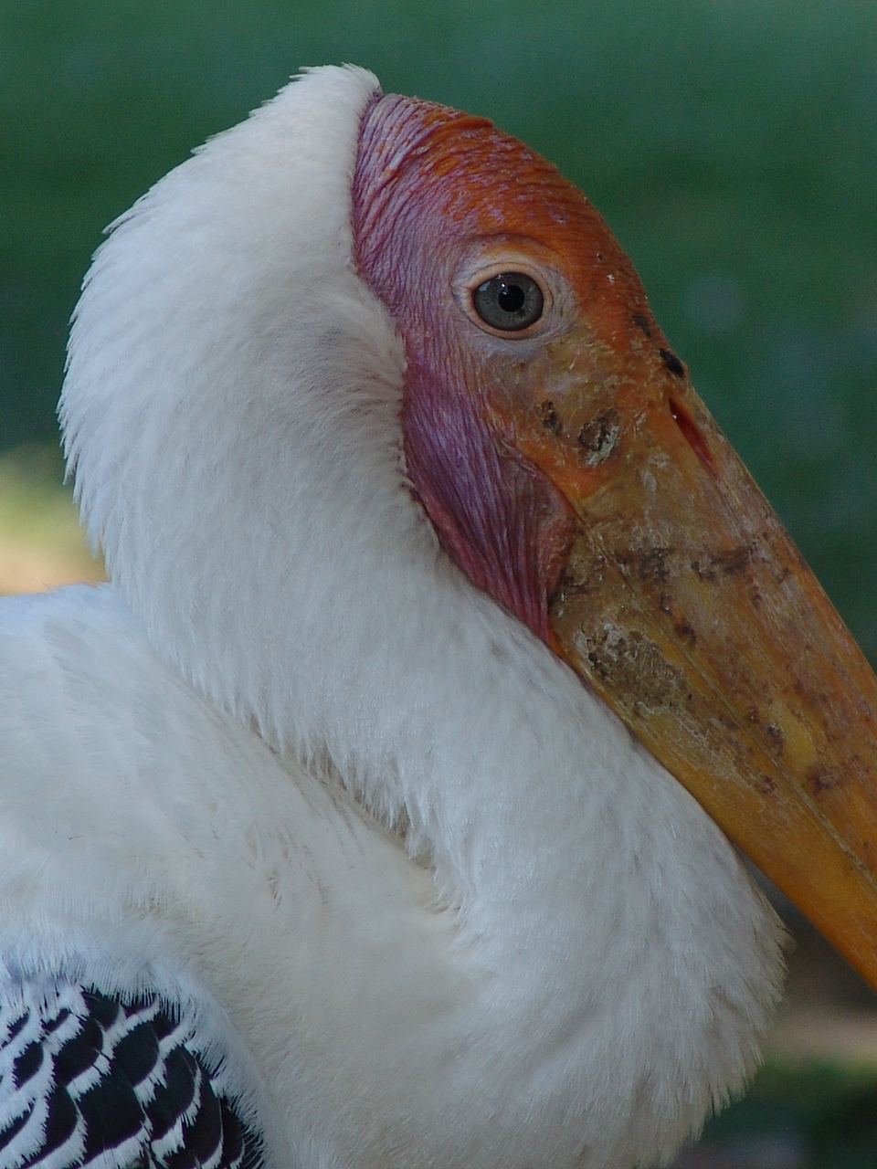 Painted Stork (Mycteria leucocephala) close-up