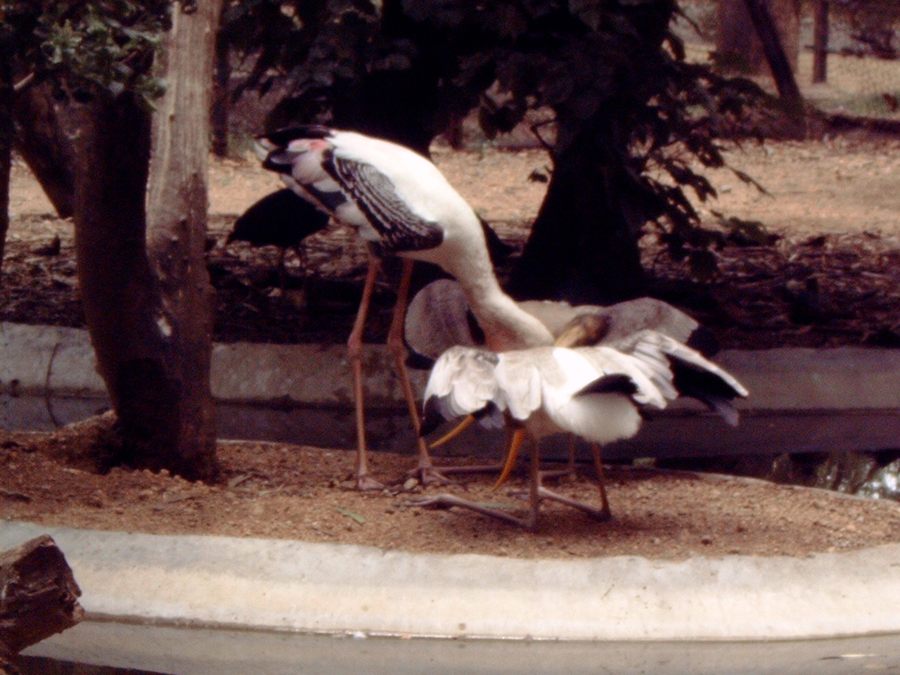Painted Stork (Mycteria leucocephala) feeding chicks
