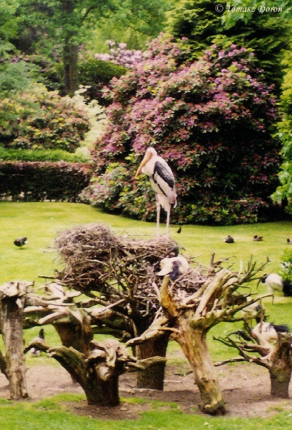 Painted Stork (Mycteria leucocephala) June 2000