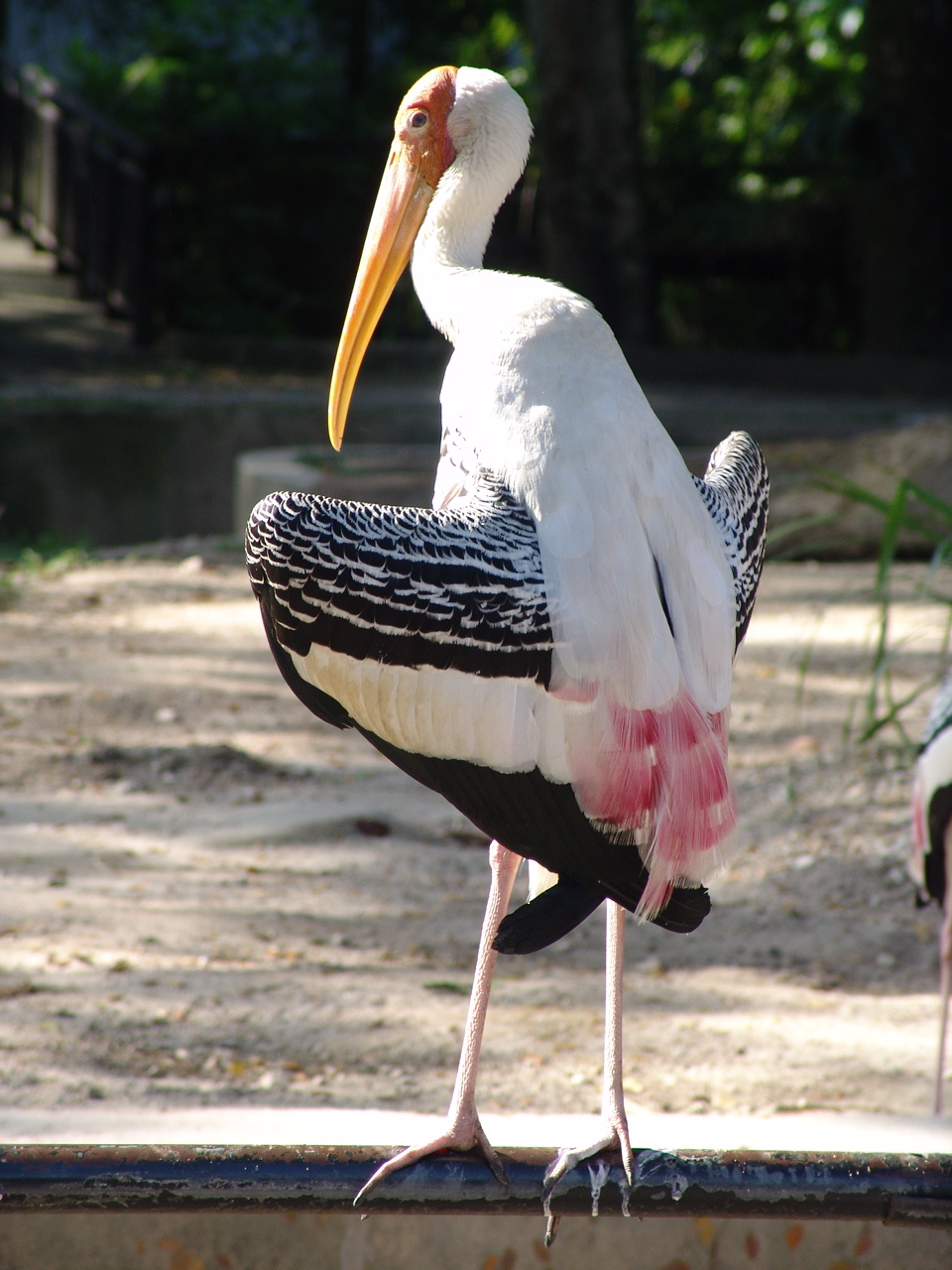 Painted Stork (Mycteria leucocephala) sunbathing