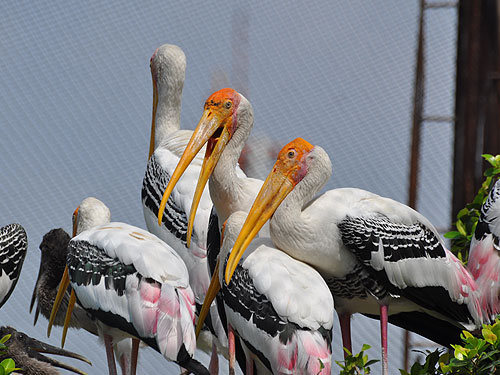 Painted stork / Mycteria leucocephala