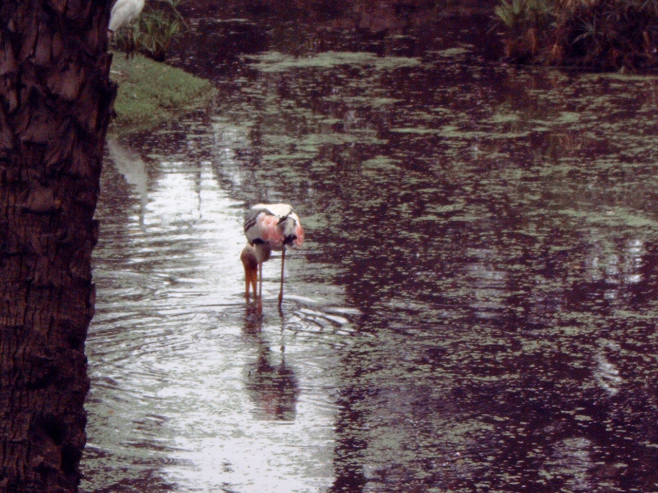 Painted Stork (Mycteria leucocephala)