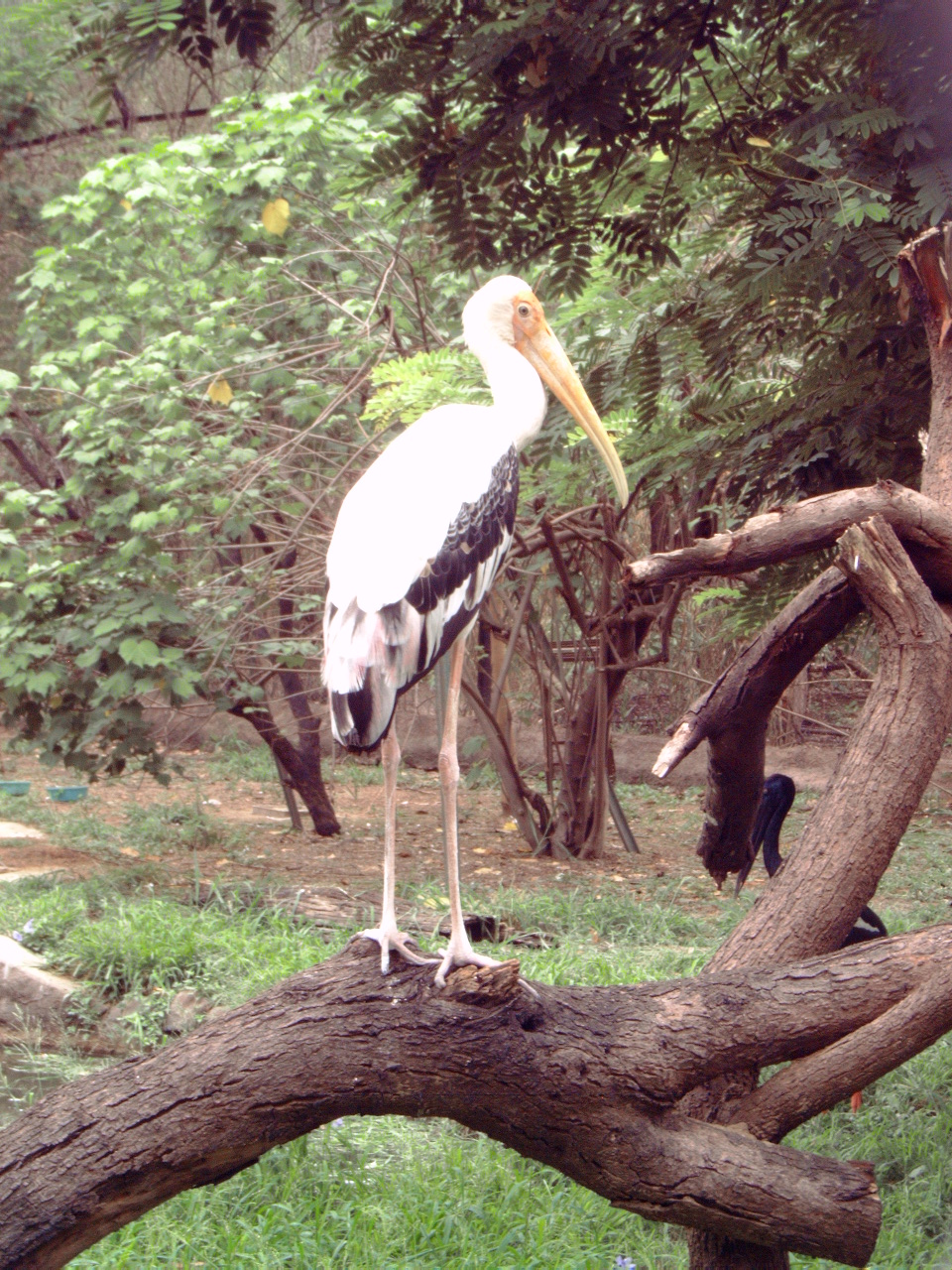 Painted Stork (Mycteria leucocephala)