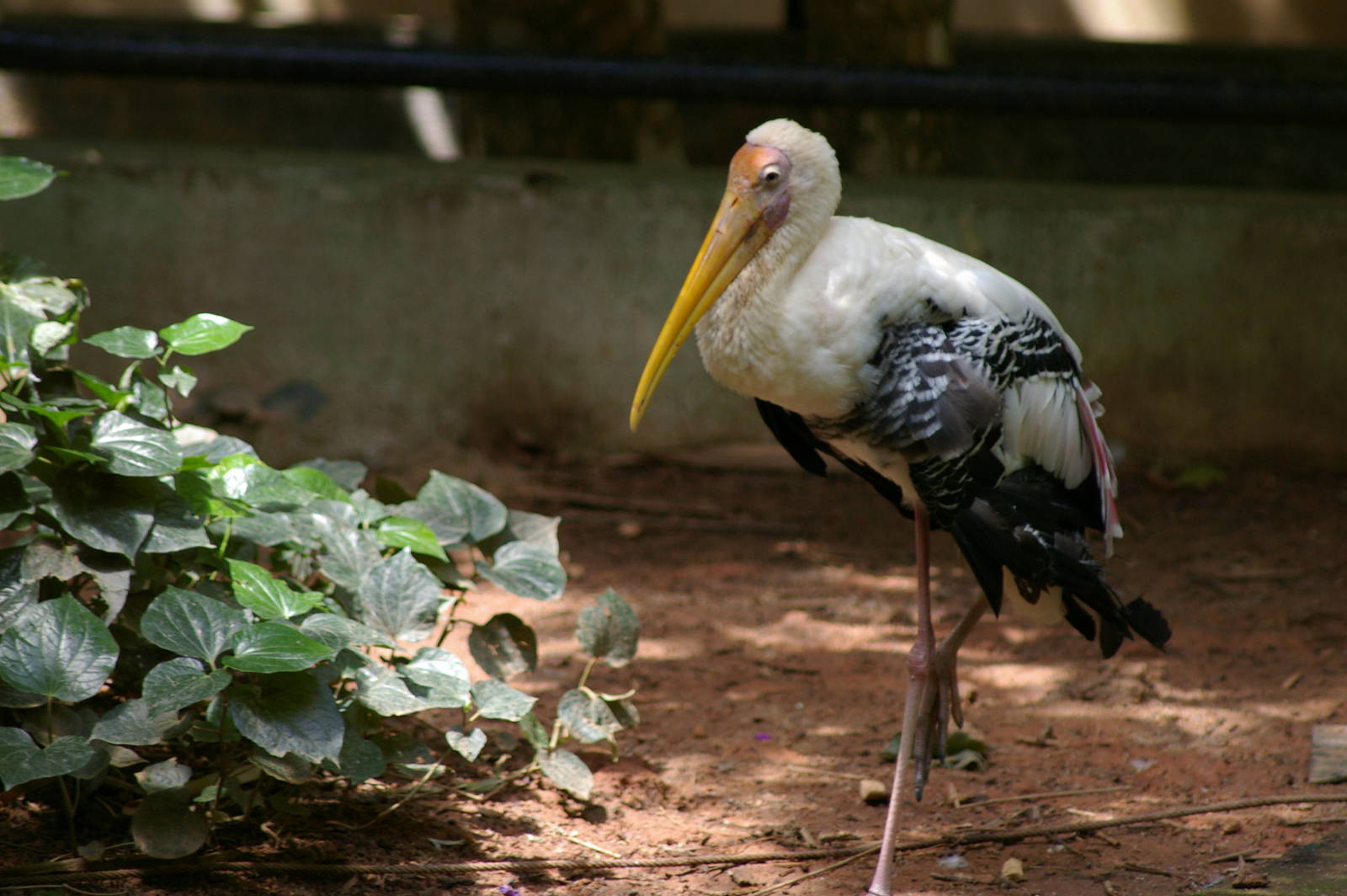 painted stork (Mycteria leucocephala)