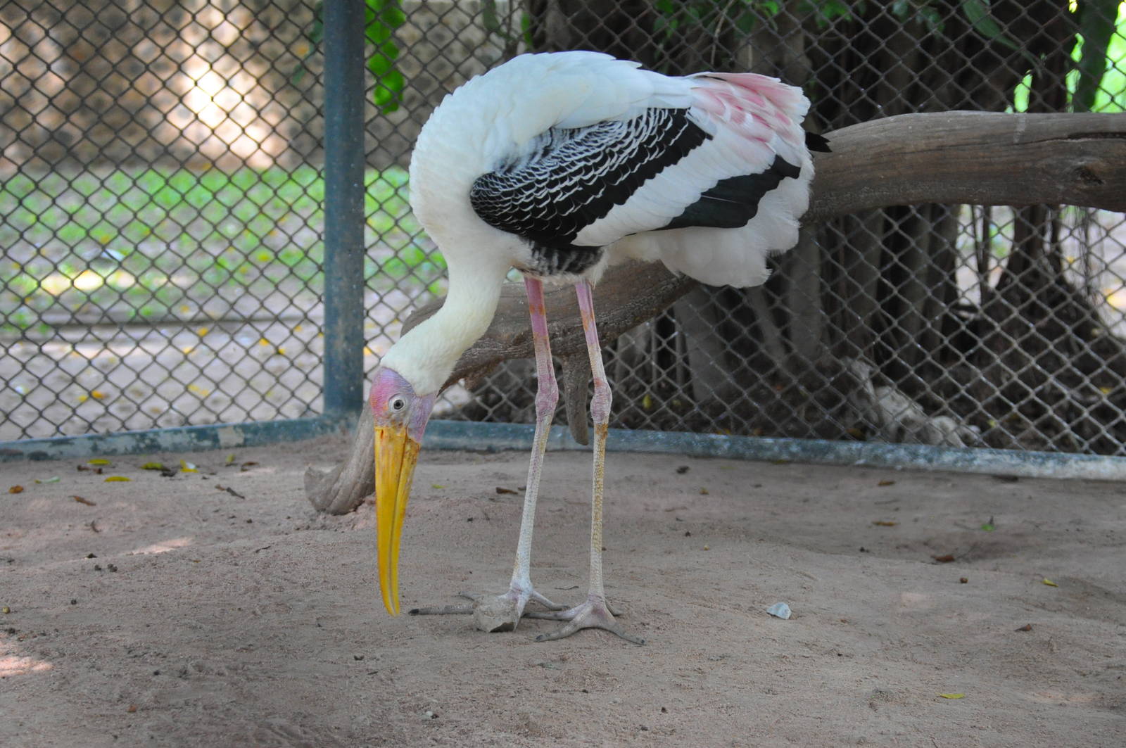 Painted stork/ Mycteria leucocephala