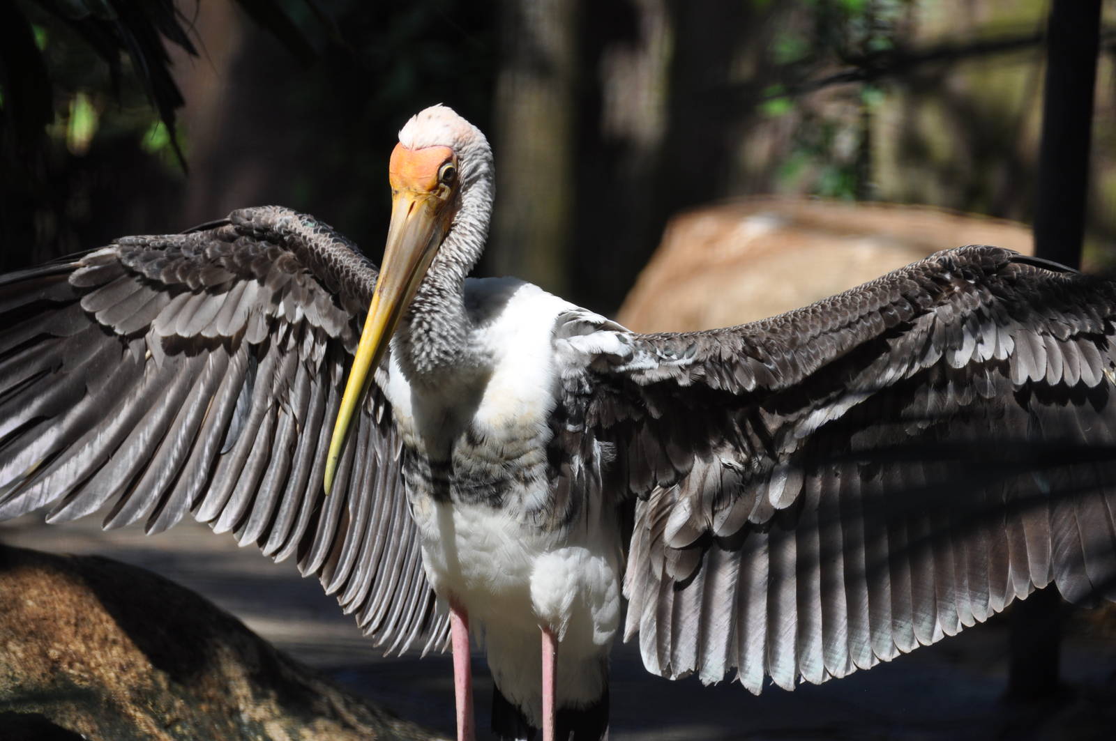 Painted stork/ Mycteria leucocephala
