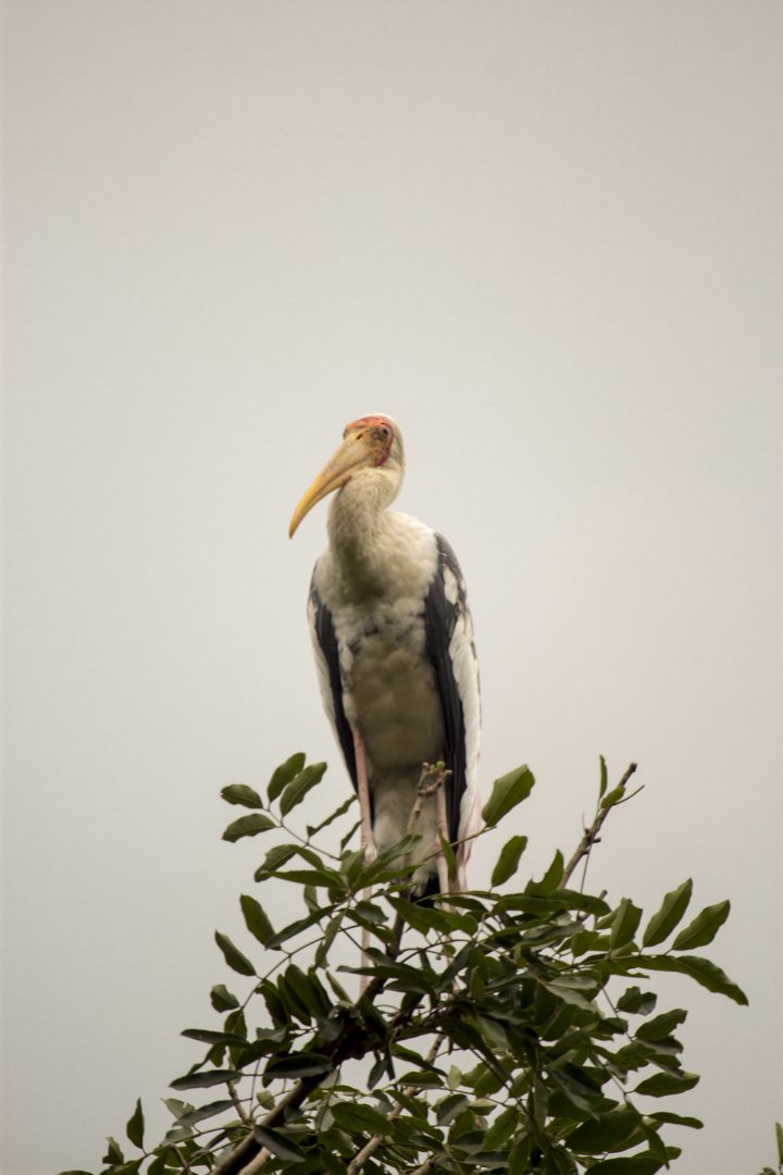 Painted stork, Mycteria leucocephala