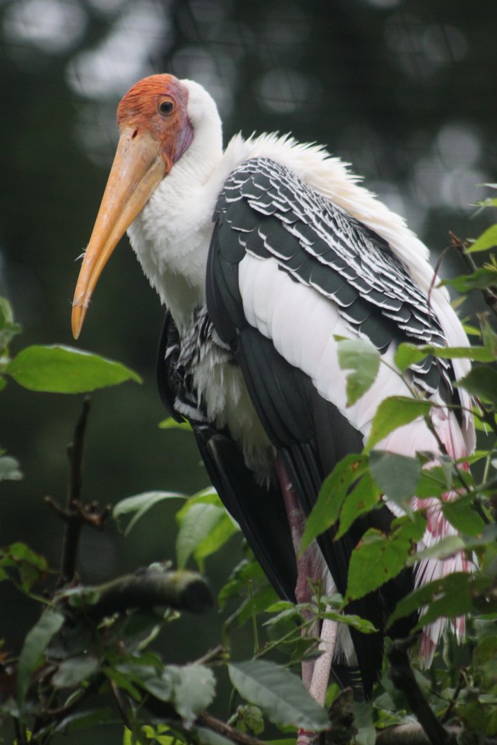 Painted stork (Mycteria leucocephala)