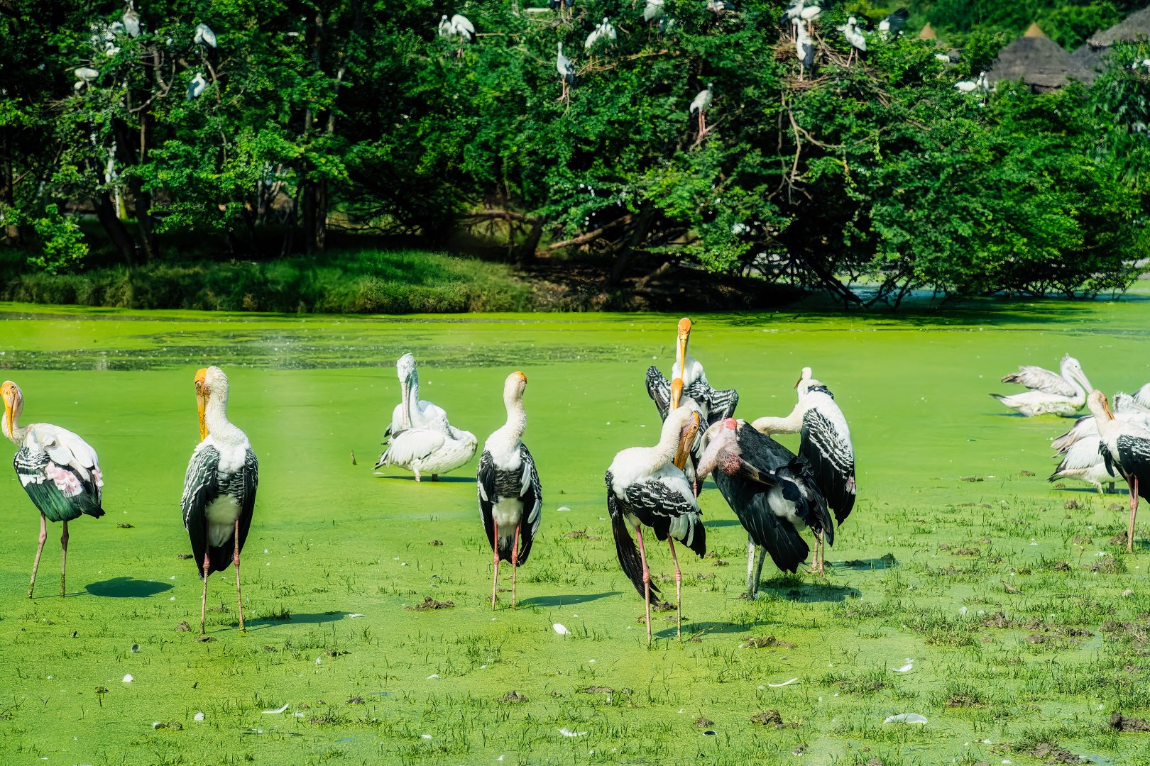 Painted Stork - Mycteria leucocephala